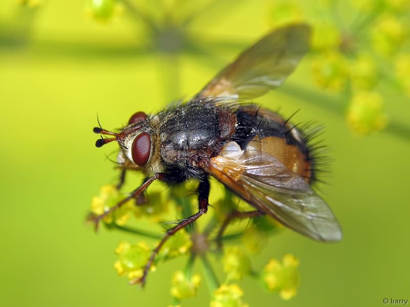 Tachina fera
